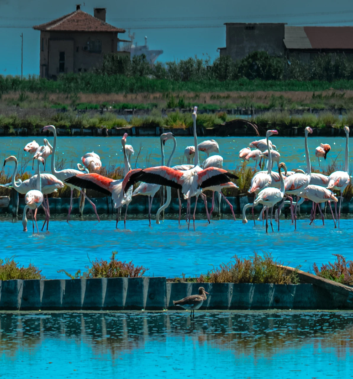 flamingi