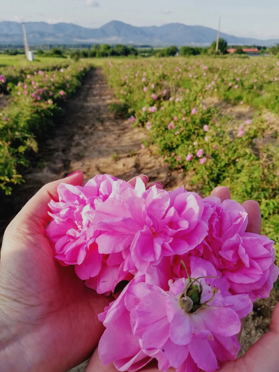 България ще кандидатства за вписване на Розовата долина в списъка на нематериалното културно наследство на ЮНЕСКО