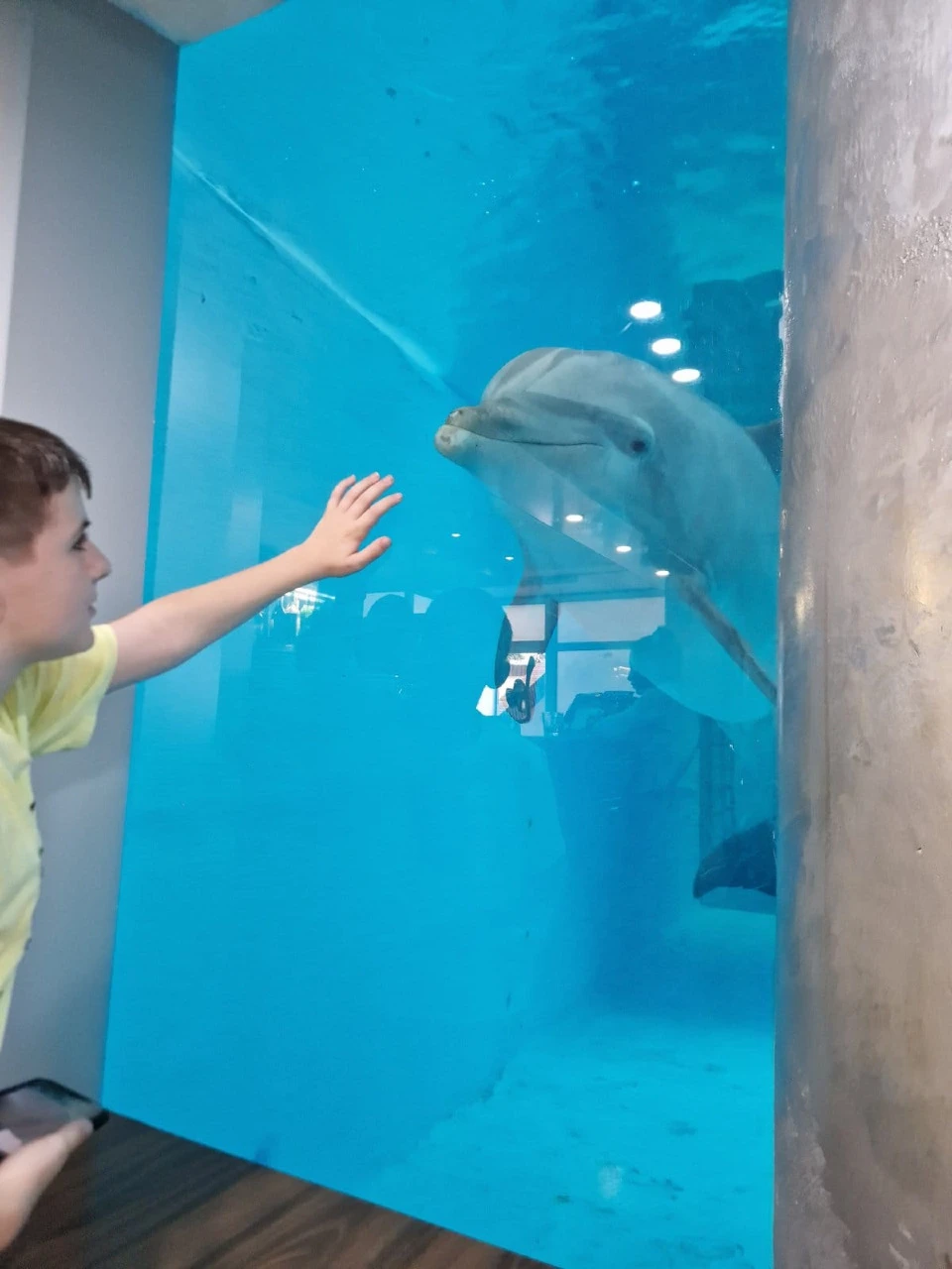 България с нови мерки за защита на делфините в Черно море