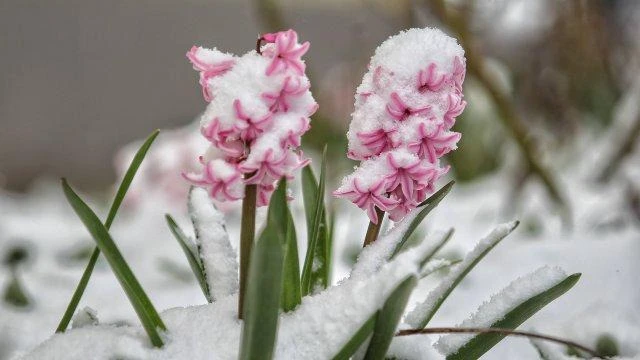 Зимата се връща между 29 април и 3 май с температури около 0 градуса