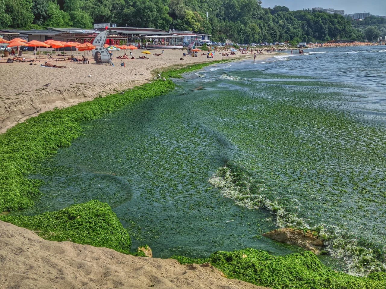 Опасно ли е за здравето ни, когато морето се превърне в “зелена супа”?